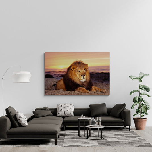 León al atardecer en la playa