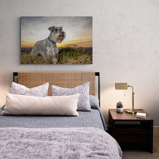 Schnauzer al amanecer