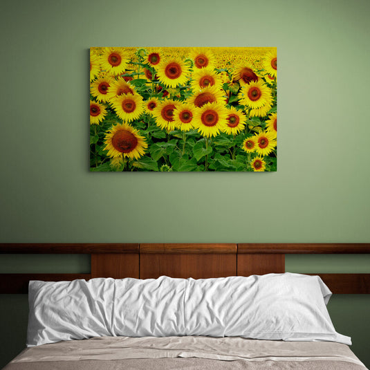 Fotografía de campo lleno de girasoles vibrantes bajo la luz del sol