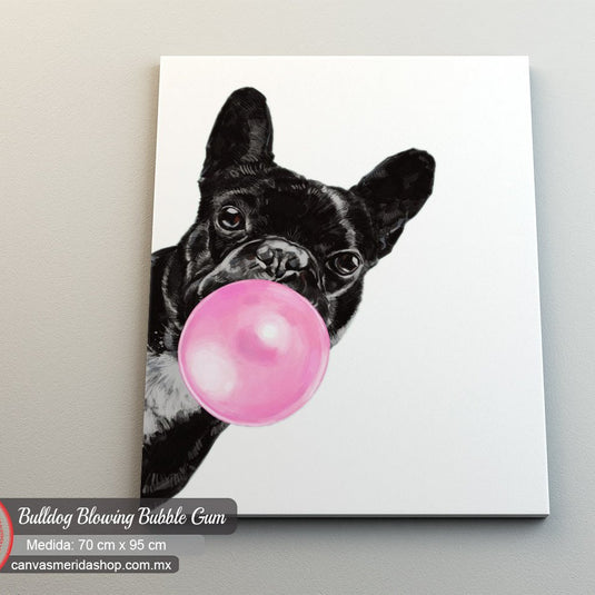 Bulldog Francés con chicle rosa en fondo blanco