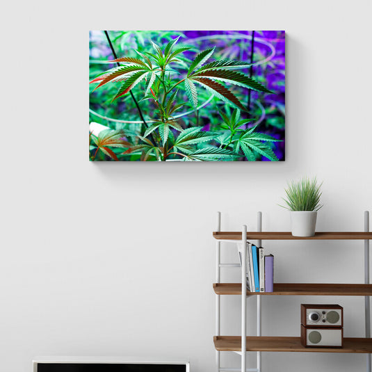 Cannabis Leaf - Canvas Mérida Fine Print Art