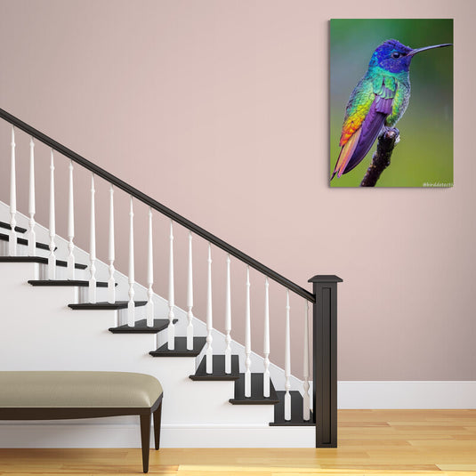 Fotografía de colibrí con plumas iridiscentes en rama