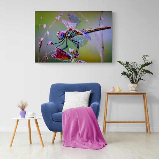 Libélula detallada en hoja con rocío y fondo desenfocado