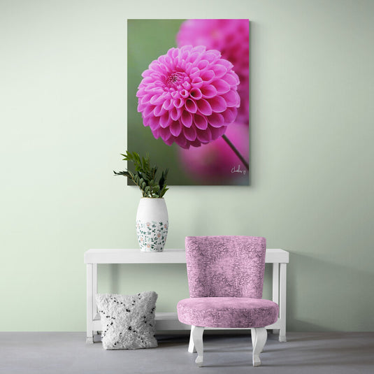 Fotografía detallada de una dalia rosa en primer plano