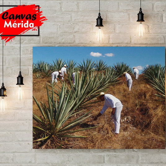 Fotografía de jornaleros trabajando en un campo de agave en Yucatán bajo un cielo despejado.