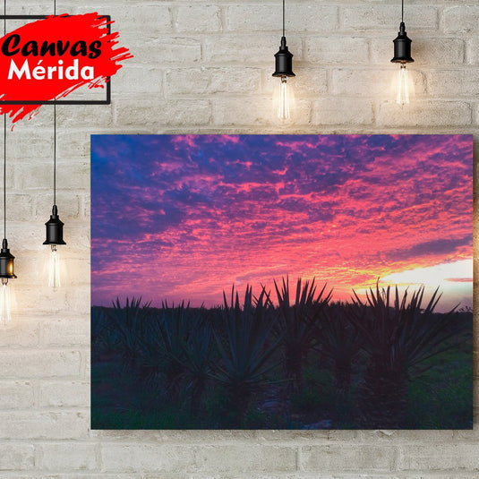 Atardecer en un campo de agave con cielo magenta