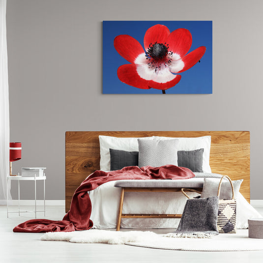 Fotografía de una anémona roja y blanca contra un cielo azul