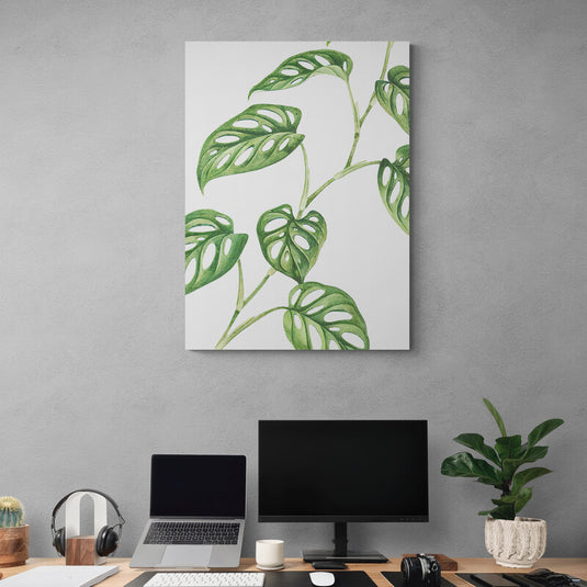 Hojas de Monstera adansonii en fondo blanco