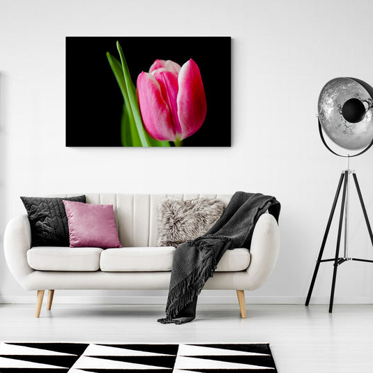 Tulipán Rosado en Fondo Negro