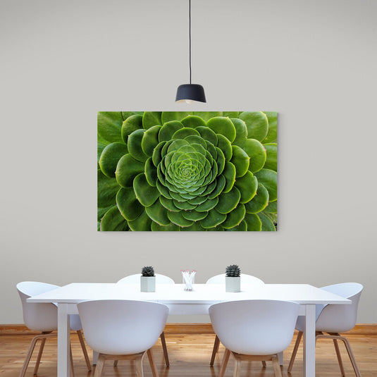 Fotografía de Suculenta Verde