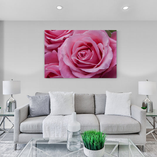 Detalle de rosa rosa en floración