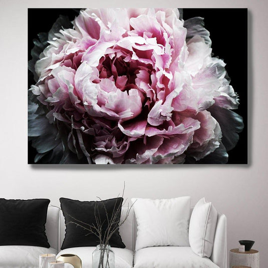 Peonía rosa en primer plano sobre fondo negro