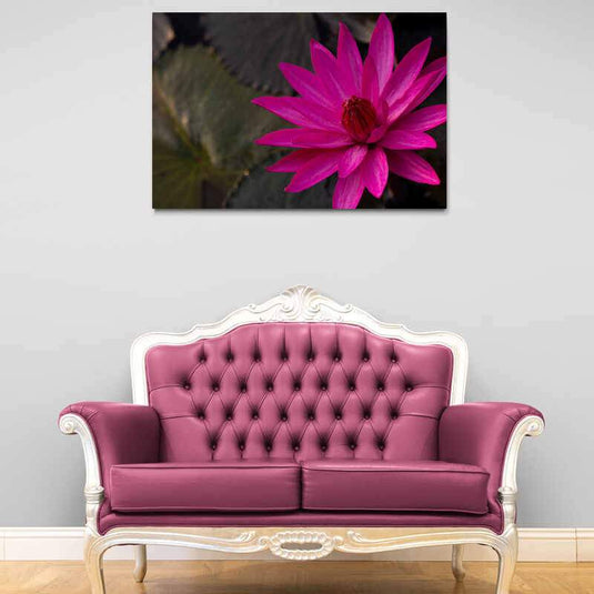 Loto rosa fucsia en hojas oscuras