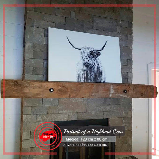 Retrato de vaca Highland en blanco y negro sobre chimenea de piedra
