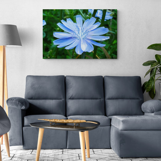 Flor de achicoria azul en primer plano
