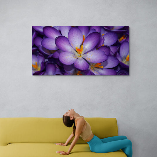 Crocus púrpuras en floración