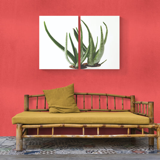Aloe Vera en composición minimalista con línea roja