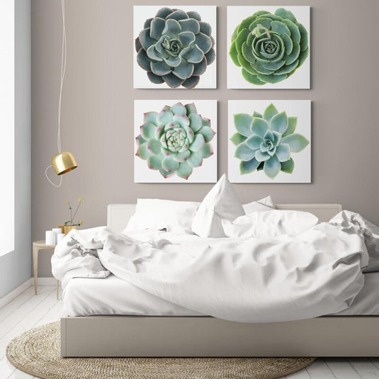 Set de cuadros con fondo blanco mostrando suculentas verdes con detalles en rosa