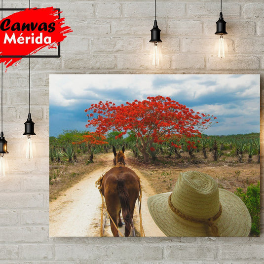 Burro en camino rural con flamboyán y agaves