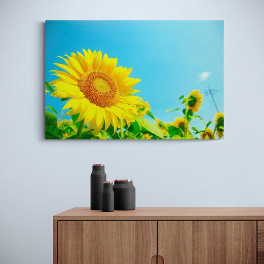 Girasoles bajo un cielo azul despejado