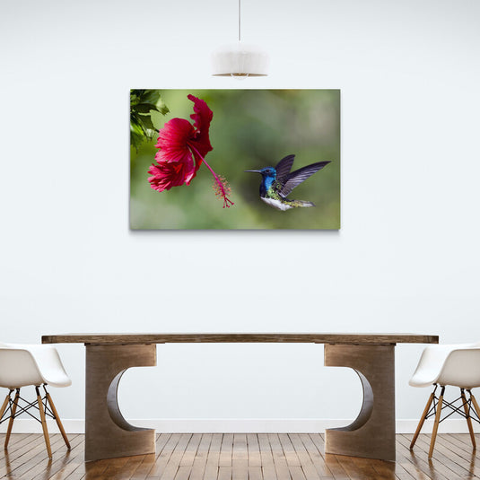 Cuadro decorativo con tulipán mexicano y colibrí azul de alas morado oscuro sobre fondo verde desenfocado