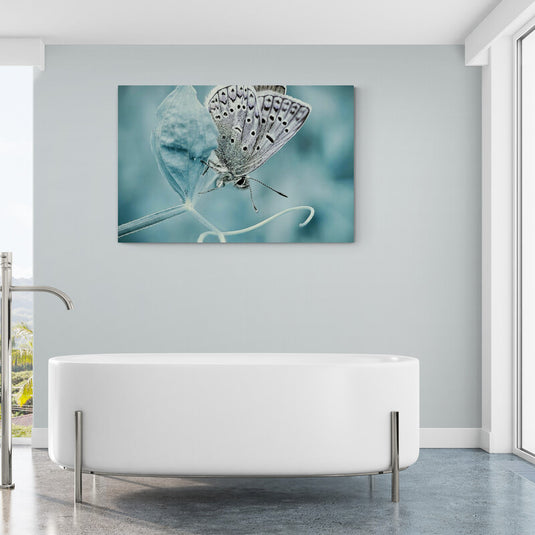 Fotografía de Mariposa Azul en una Hoja