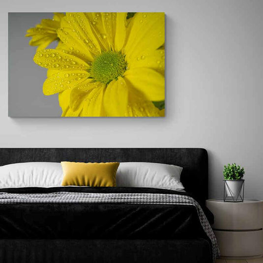 Flor amarilla con gotas de rocío en primer plano sobre fondo gris