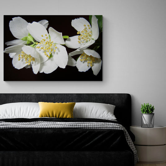 Fotografía de primer plano de flores de jazmín con pétalos blancos y estambres amarillos sobre fondo oscuro.