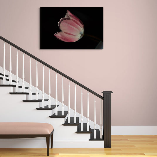 Tulipán rosa iluminado contra fondo oscuro en fotografía artística