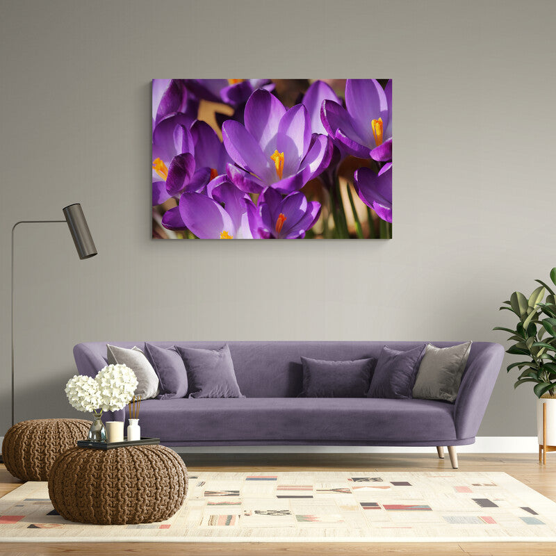 Fotografía de primer plano de flores de crocus púrpura con estigmas naranjas