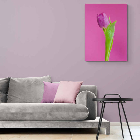 Fotografía minimalista de un tulipán magenta sobre fondo rosa