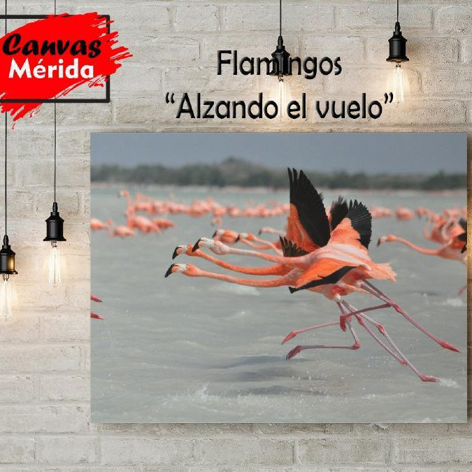 Grupo de flamenvcos en su hábitad natural, emprendiendo vuelo.