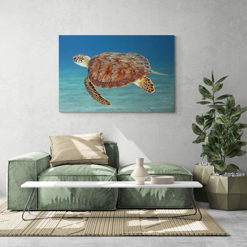 Fotografía de tortuga marina nadando en aguas azules