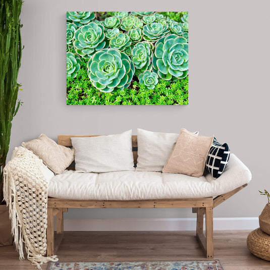 Fotografía de suculentas Echeveria en tonos verdes