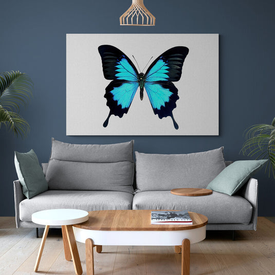 Mariposa azul con bordes negros