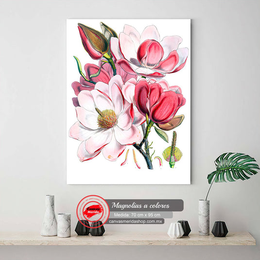 Ilustración botánica de magnolias