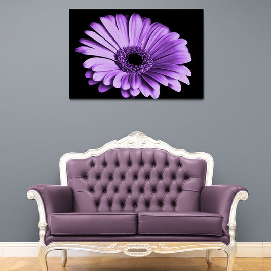 Imagen decorativa de primer plano de una gerbera de color púrpura intenso con detalles vívidos sobre fondo negro, ideal para diseño de interiores moderno.