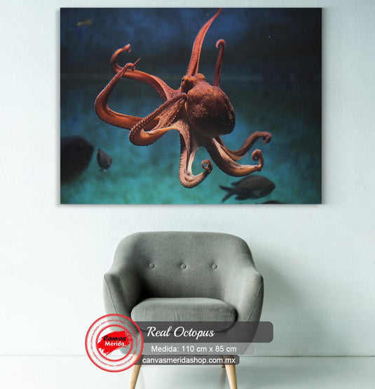 Pulpo en movimiento en un ambiente acuático tranquilo