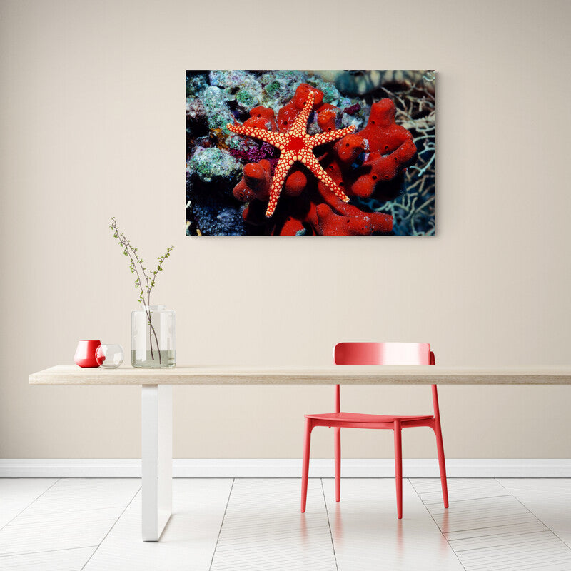 Red Starfish - Canvas Mérida Fine Print Art