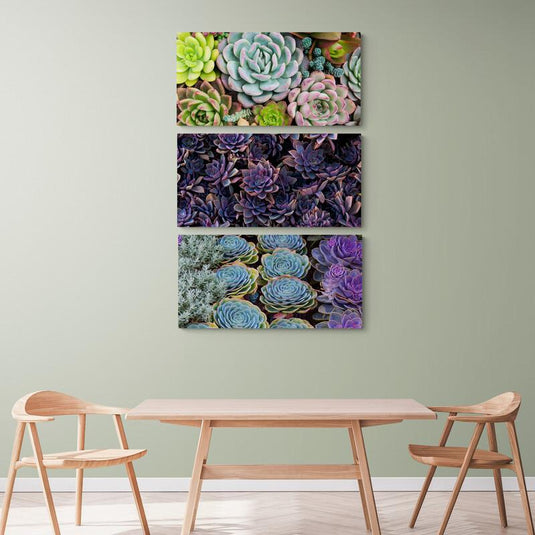 Tríptico decorativo de primer plano de diversas plantas suculentas en diferentes colores
