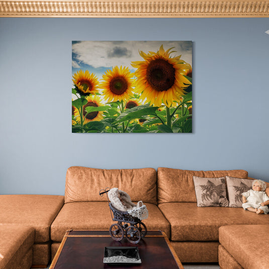 Girasoles bajo un cielo nublado