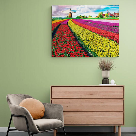 Campos de tulipanes multicolores con molinos de viento en Holanda
