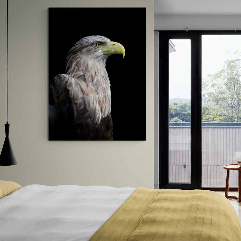 Águila en perfil con plumaje gris y café sobre fondo negro en fotografía artística decorativa