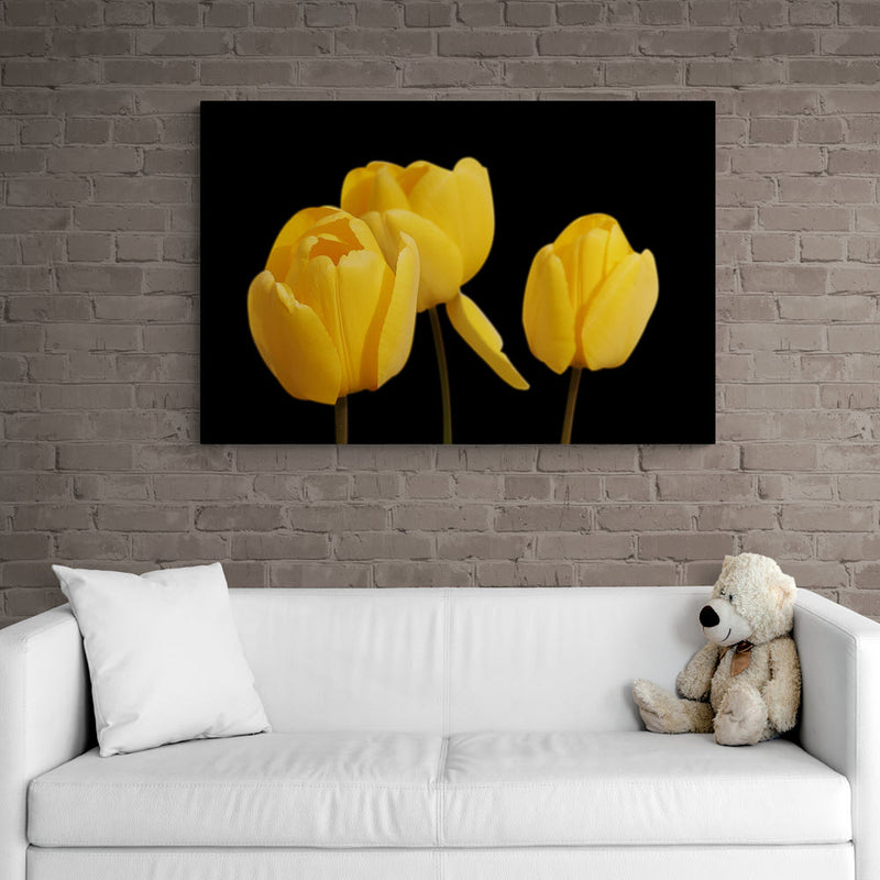 Tres tulipanes amarillos sobre fondo negro con enfoque selectivo y detalles de textura pétalo