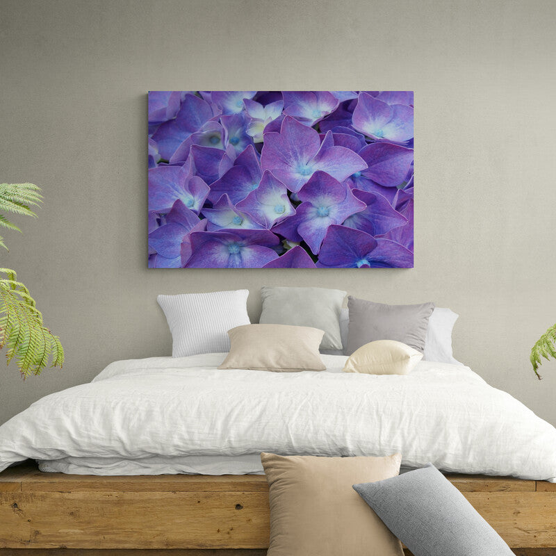 Fotografía detallada de hortensias con tonos de violeta y azul