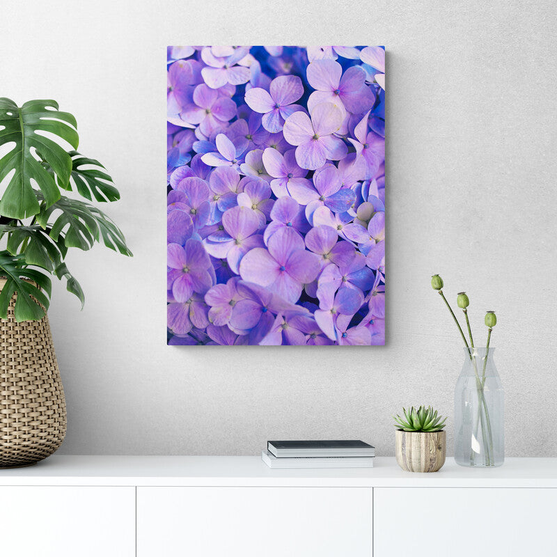 Primer plano de hortensias en tonos de lila y azul